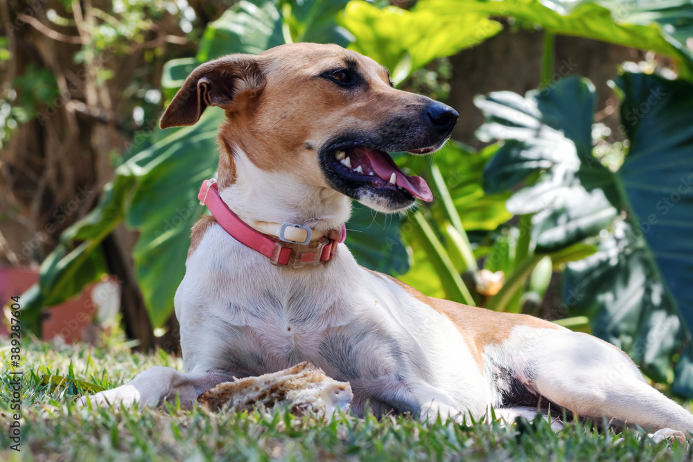 A white and brown spotted female dog tired of biting bone. Animal world. Pet lover. Animals defender. Dog Lover. A white and brown spotted female dog tired of biting bone. Animal world. Pet lover. Animals defender. Dog Lover.
