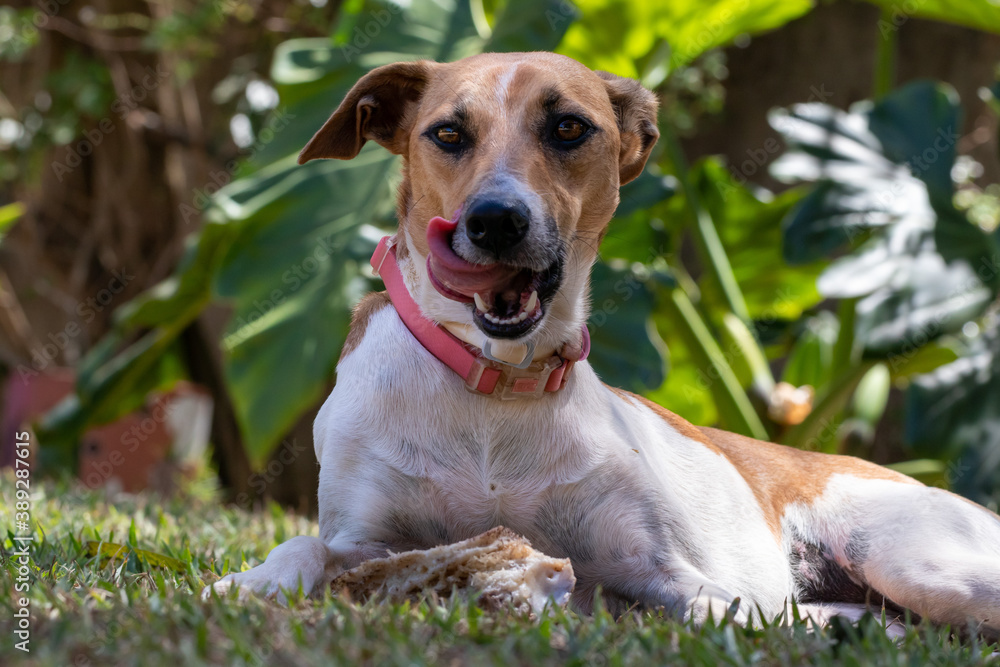 A white and brown spotted female dog with her tongue out when gnawing the bone. Animal world. Pet lover. Animals defender. Dog Lover. A white and brown spotted female dog with her tongue out when gnawing the bone. Animal world. Pet lover. Animals defender. Dog Lover.