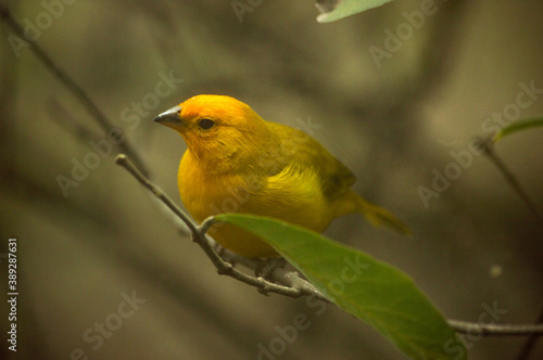 Bello pájaro amarillo © Julian