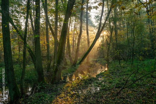 światło w jesiennym lesie