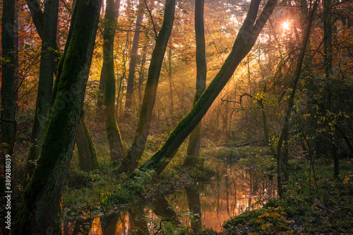 świt w lesie jesienne drzewa mgła i światło