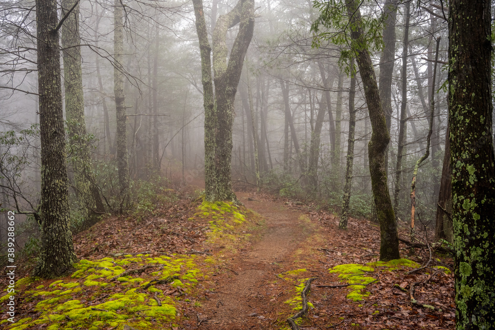 Mossy Carpet Lines Foggy Trail