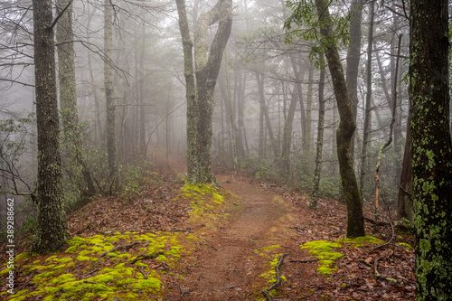 Mossy Carpet Lines Foggy Trail © kellyvandellen