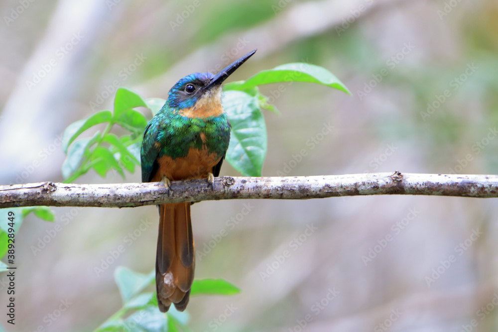 Rufous-tailed Jacamar (Galbula ruficauda) perched on a branch on a blurred background in green tones. Rufous-tailed Jacamar (Galbula ruficauda) perched on a branch on a blurred background in green tones.