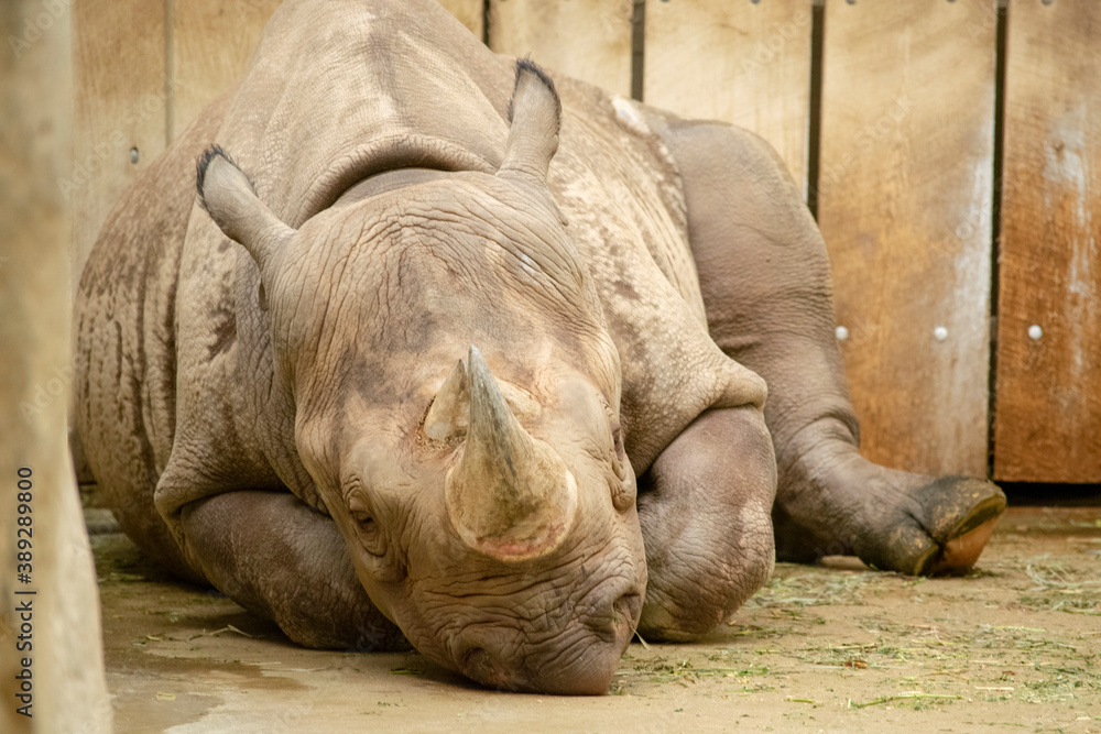 Black rhinoceros or hook-lipped rhinoceros, critically endangered animal laying down. Black rhinoceros or hook-lipped rhinoceros, critically endangered animal laying down.