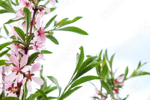 Beautiful tree branches with pink flowers, almond steppe or Sakura, beautiful spring background, decorative flowering culture with expressive fragrant flowers