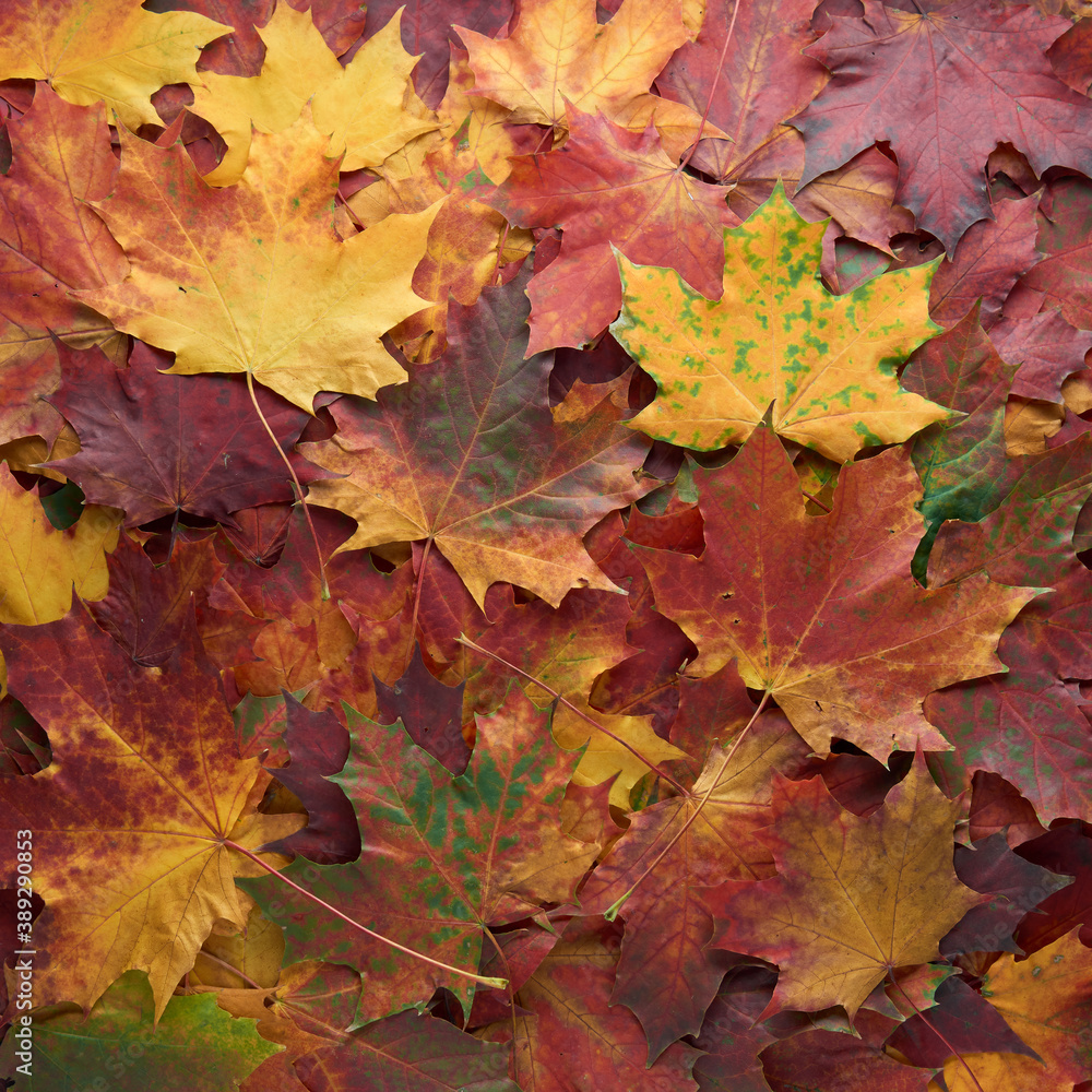 Fototapeta premium Colorful and bright - green, yellow, orange and red - autumn leaves background. Nature, fall season concept. Foliage. Outdoor. Copy space, flat lay, top view.