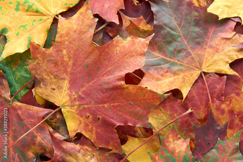 Colorful and bright - green, yellow, orange and red - autumn leaves background. Nature, fall season concept. Foliage. Outdoor. Copy space, flat lay, top view.