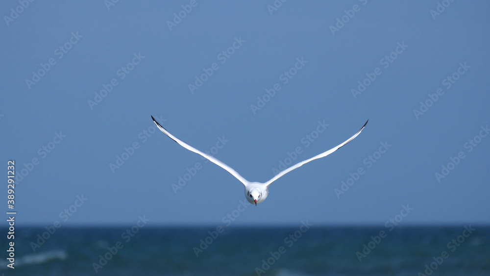 black-headed gull in flight - flying on the Baltic coast black-headed gull in flight - flying on the Baltic coast