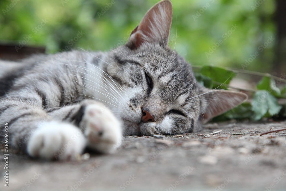 cat on the grass