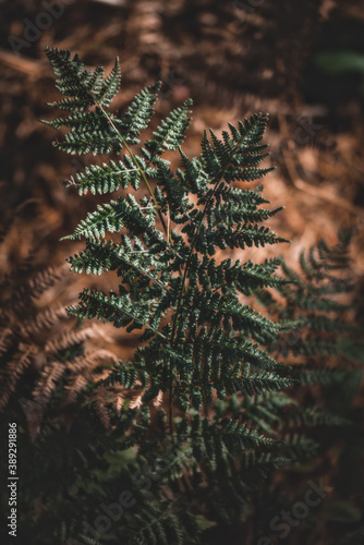 Last ferns in autumn, brown background,  Cannock Chase, England, Europe