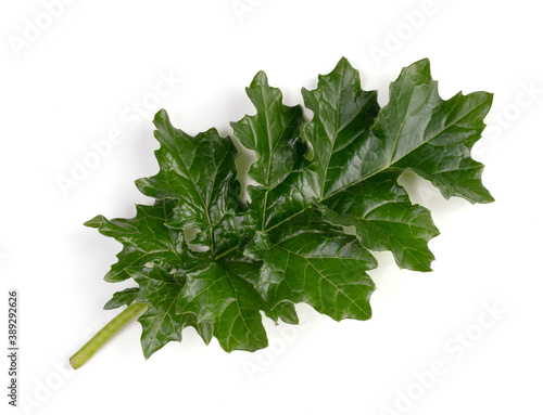Young Acanthus mollis leaf