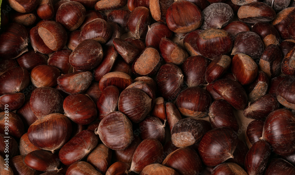 chestnut in autumn chestnut in autumn