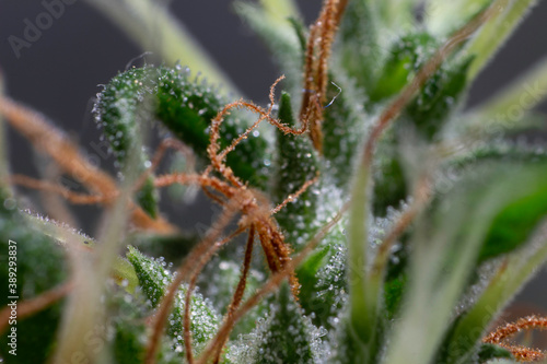 Φωτογραφία Illegal indoor marijuana foot in advanced stage of flowering macro microscopic p