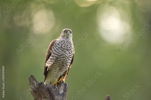 Sparrowhawk checks surrounding from the branch. The raptor sits on the branch. Birding in nature. Autumn in the wildlife. 