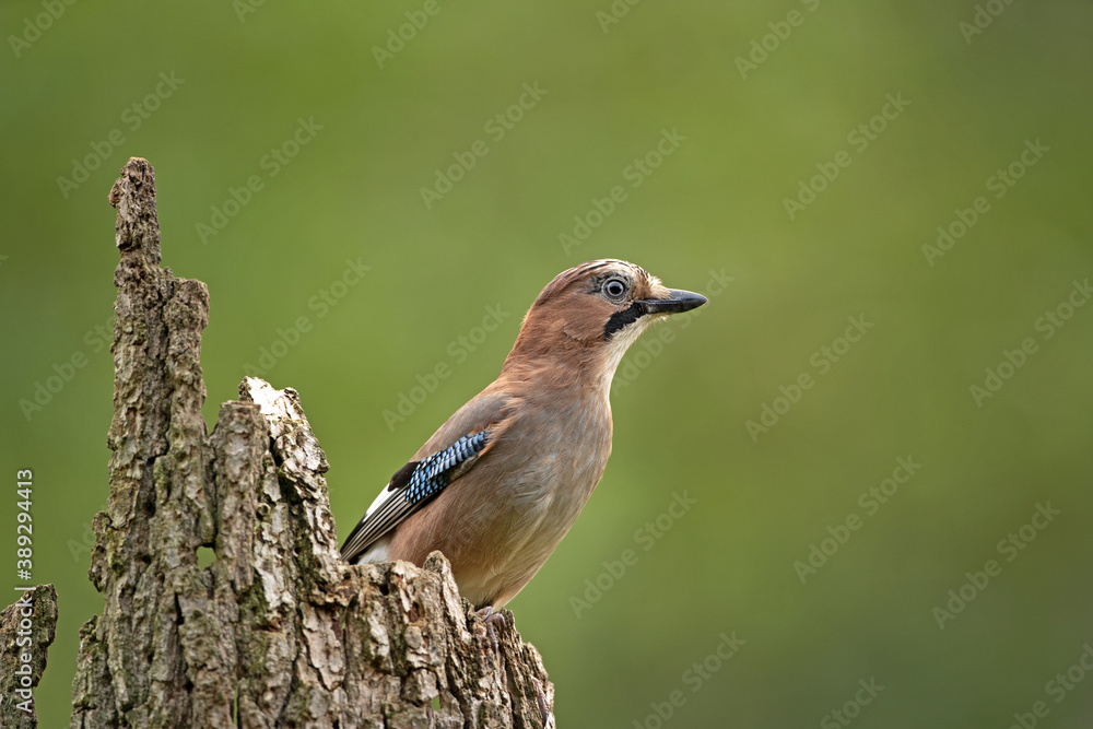 Eurasian jay observed on the branch. Jay alert in the forest. Birdwatching in the European forest. Autumn time in the wood. Eurasian jay observed on the branch. Jay alert in the forest. Birdwatching in the European forest. Autumn time in the wood.