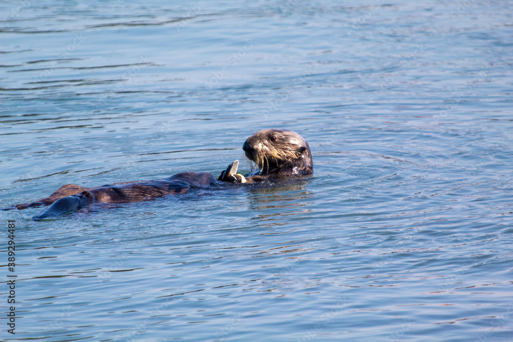 Fototapeta premium California Sea Otter eating a snack