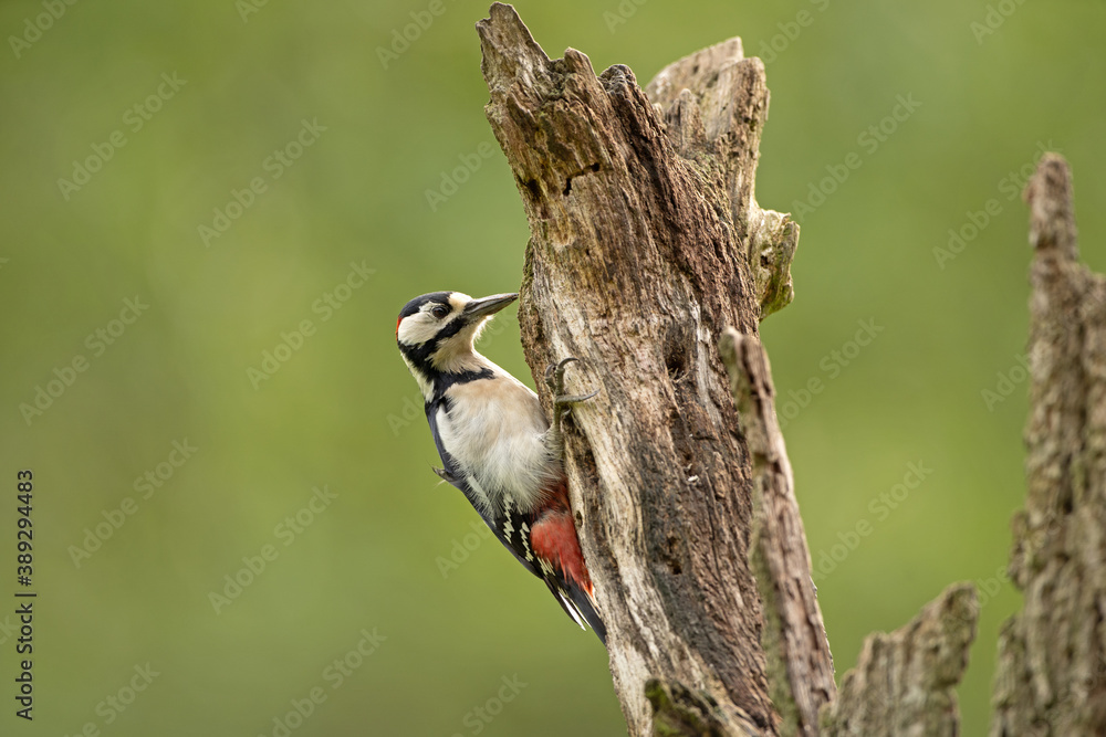 Woodpecker on the tree trunk. Spotted woodpecker has a rest in the forest. Wildlife in Europe. Woodpecker on the tree trunk. Spotted woodpecker has a rest in the forest. Wildlife in Europe.