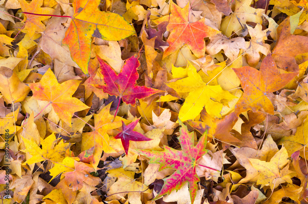 autumn leaves. autumn leaves.