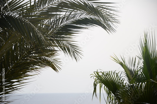 date palm on the shore of the red sea at sunrise