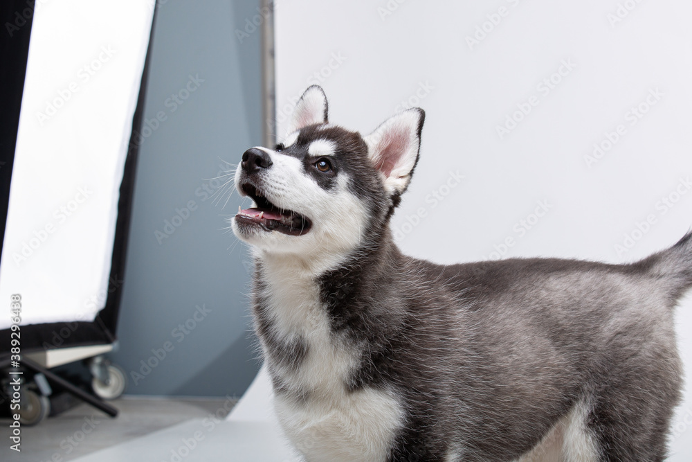 Siberian Husky puppy 3 months old in front of white background