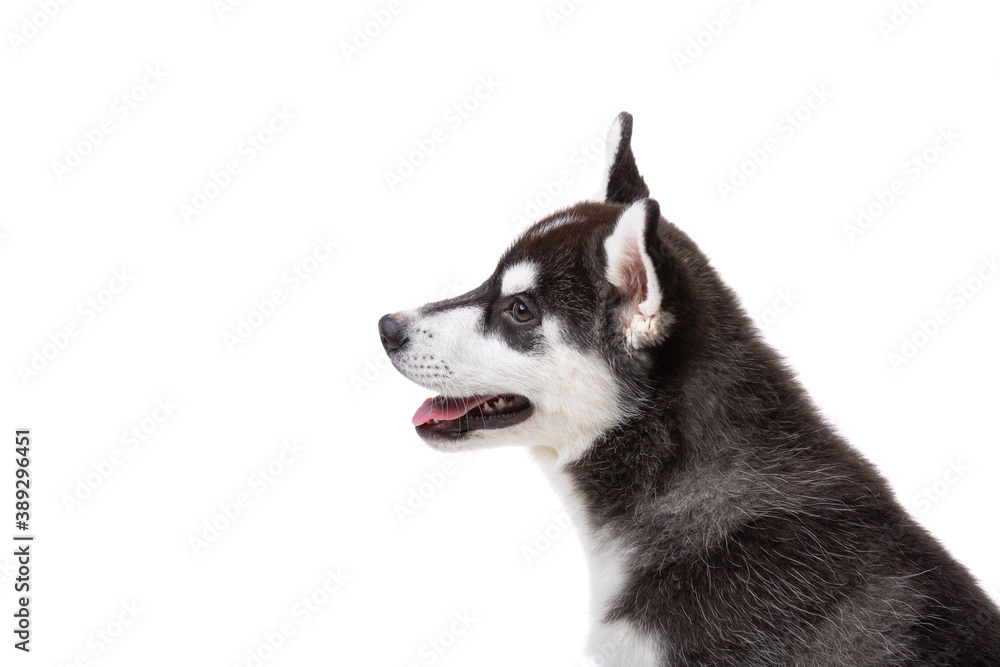Funny black-white wool puppy purebred husky female puppy on white isolated background in studio. Smiling face of domestic pure bred dog with pointy ears. Cute small dog with fur like woolf, posing