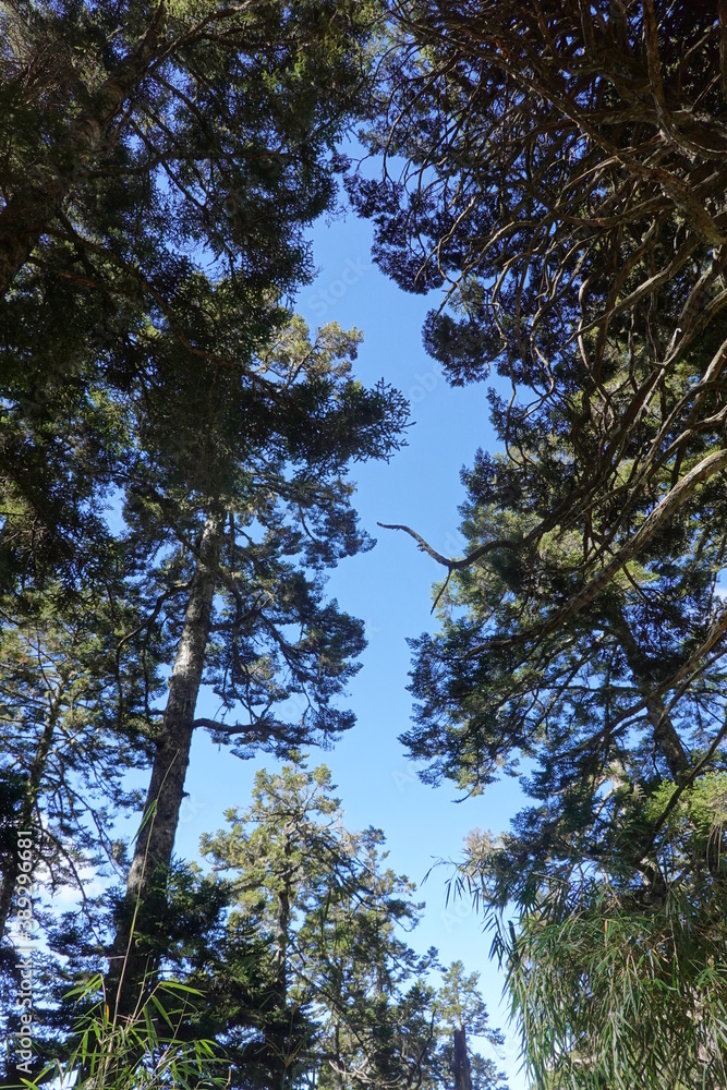 Fototapeta premium trees in the mountain of above 3000 meters.