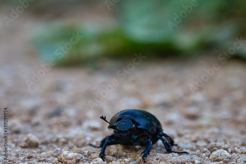 black beetle with black chitinous wings runs away from the camera along the ground. black beetle close up. detail in nature. spring fertilizer.