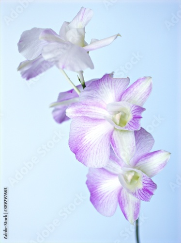 Closeup macro petals purple cooktown orchid  Dendrobium bigibbum orchid flower plants with water drops and soft focus on sweet pink blurred background  sweet color for card design  white orchid flower