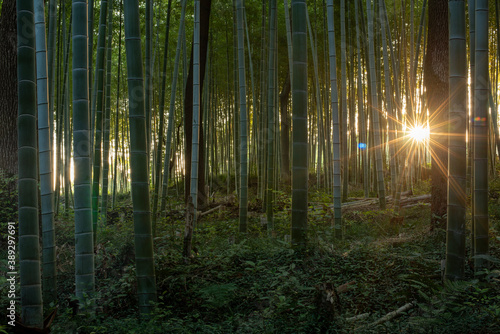 Fototapeta Naklejka Na Ścianę i Meble -  rays of light in a bamboo forest
