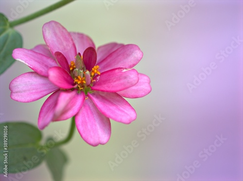 Closeup pink Zinnia angustifolia flower plants in garden with green blurred background ,macro image ,sweet color for card design © Suganya