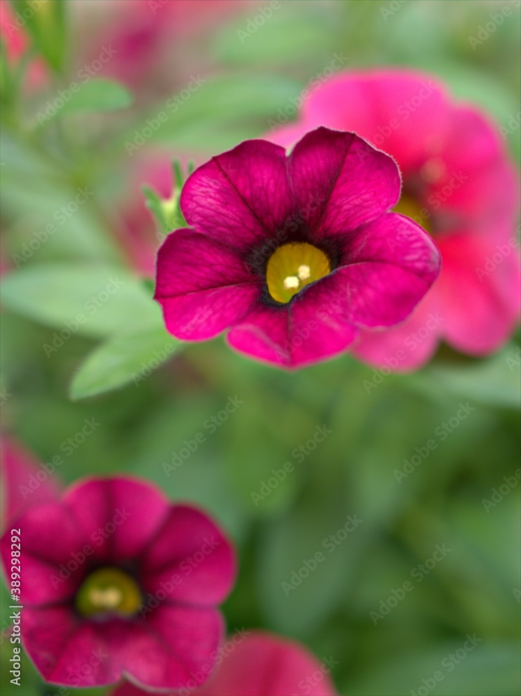 Closeup pink petunia flower plants in garden with water drops and green blurred background ,soft focus ,macro image ,sweet color for card design Closeup pink petunia flower plants in garden with water drops and green blurred background ,soft focus ,macro image ,sweet color for card design