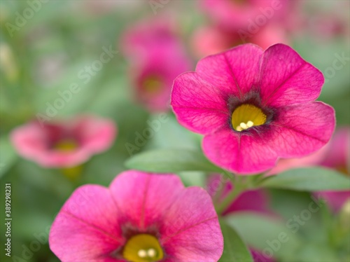 Closeup pink petunia flower plants in garden with water drops and green blurred background ,soft focus ,macro image ,sweet color for card design