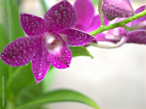 Closeup macro petals purple  orchid cooktown ,Dendrobium bigibbum orchid flower plants with water drops and soft focus on sweet pink blurred background, sweet color for card designpurple orchid flower photo