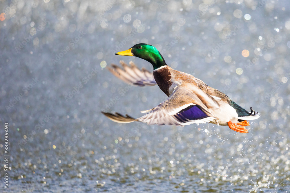 Obraz premium Colorful Male Drake Mallard Launches Into Flight From a Pond