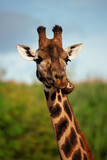 Rothschild's giraffe - Giraffa camelopardalis rothschildi. Face and neck of a cheeky Rothschild giraffe pulling a funny face. Space for text.