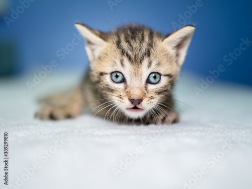 kitten with blue eyes 