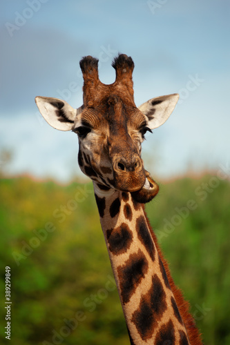 Rothschild's giraffe - Giraffa camelopardalis rothschildi. Face and neck of a cheeky Rothschild giraffe pulling a funny face. Space for text.