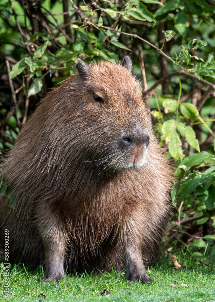 A capybara posing on grass full body native to South America. A capybara posing on grass full body native to South America.
