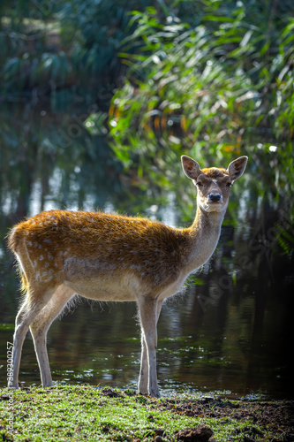 Sika deer jang - Cervus nippon.known as the spotted deer or the Japanese deer.full body.