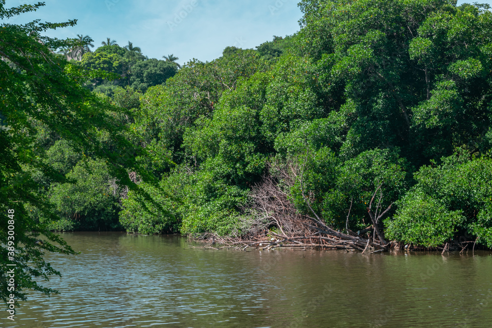 Obraz premium Beautiful mangove swamp in Acapulco
