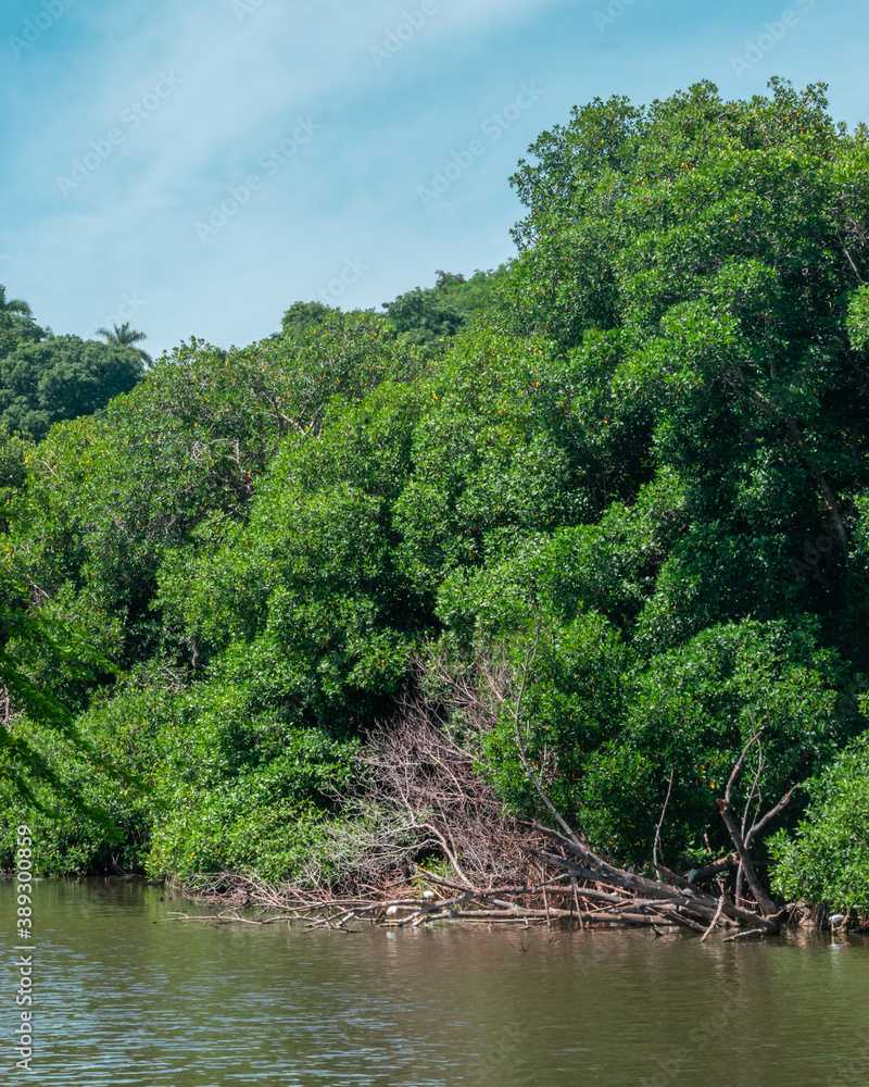 Obraz premium Beautiful mangove swamp in Acapulco