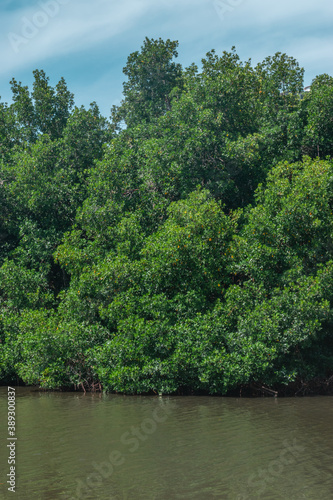 Beautiful mangove swamp in Acapulco