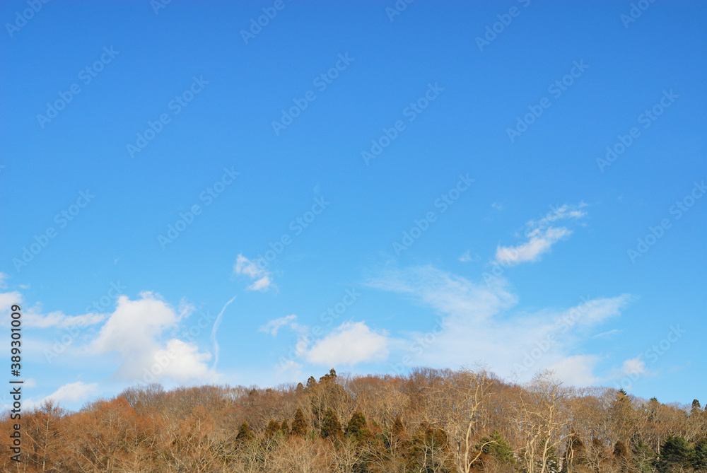 Fototapeta premium 冬 木 空