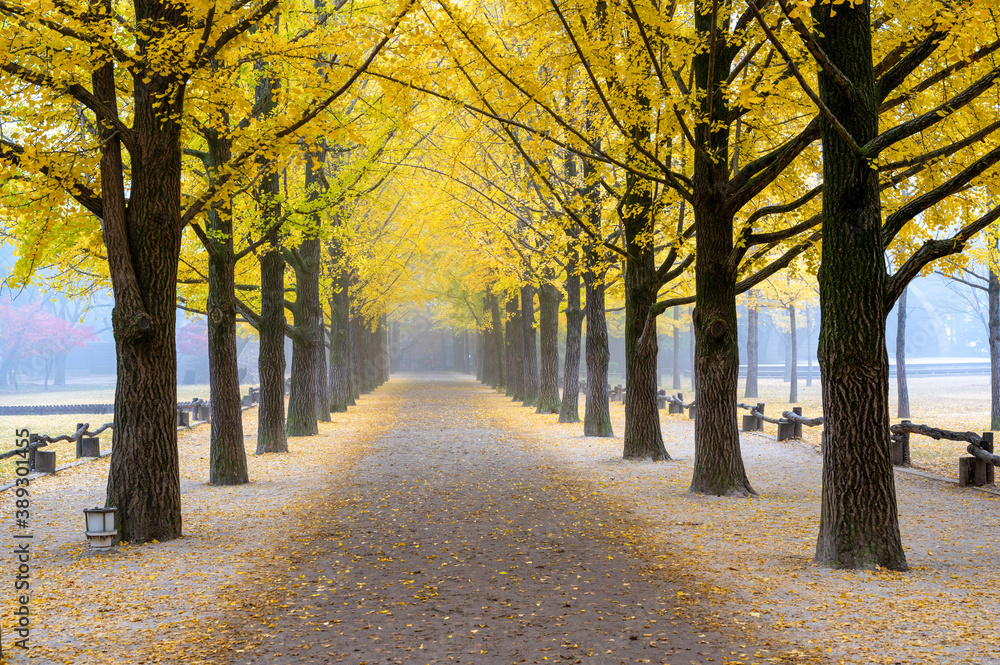 Row of ginkgo tree in Autumn with vivid colors at Nami Island Chuncheon South Korea