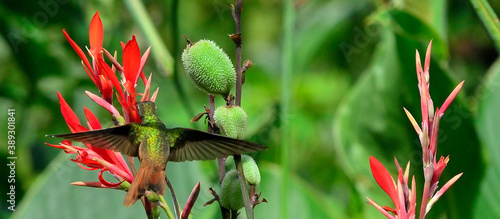 colibrí