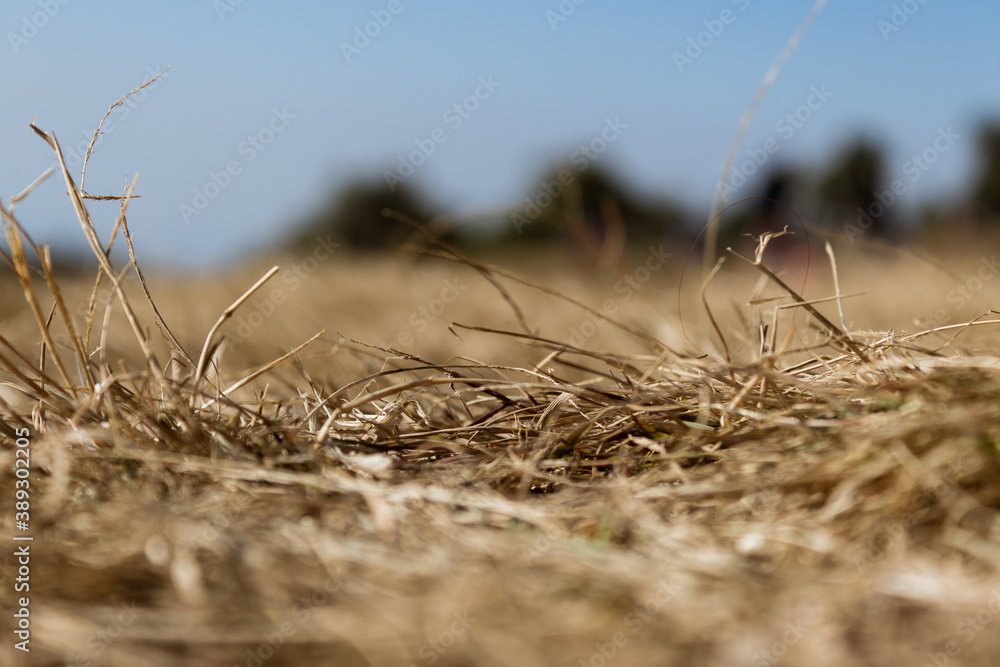Obraz premium Dried out grass against a background of blurred surrounding