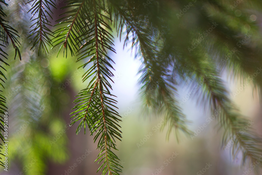 unfocused spruce brunch with blue sky close up unfocused spruce brunch with blue sky close up