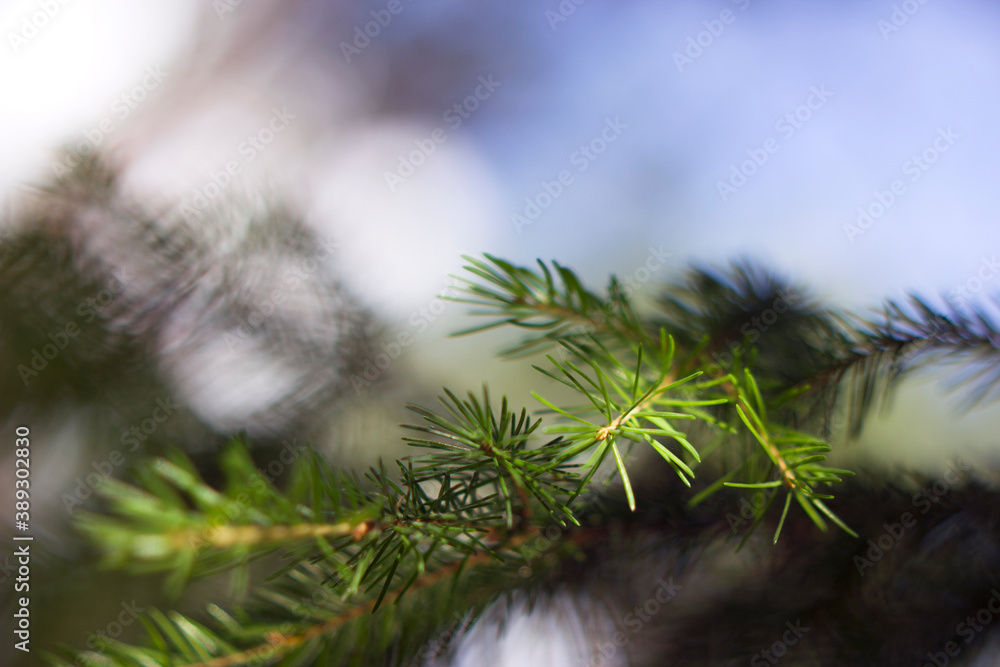 unfocused spruce brunch with blue sky and blurred background close up unfocused spruce brunch with blue sky and blurred background close up