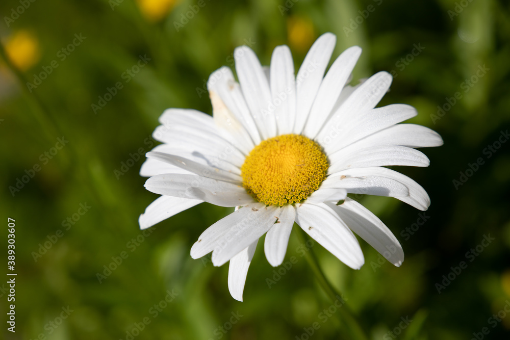 daisy in the grass daisy in the grass